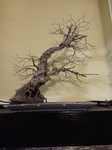 Juniper deadwood and - juniper, wire