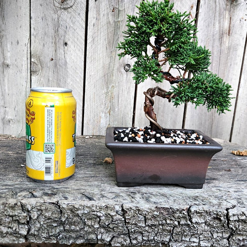 Shimpaku juniper bonsai - bonsai,, wired