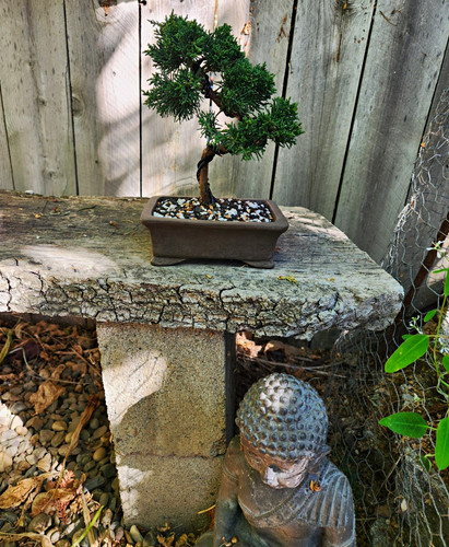 Shimpaku juniper bonsai 6 - in, a