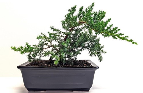 Juniper bonsai tree ceramic - bonsai,
