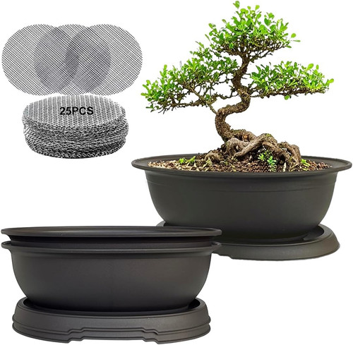 Pack oval bonsai training - 3,