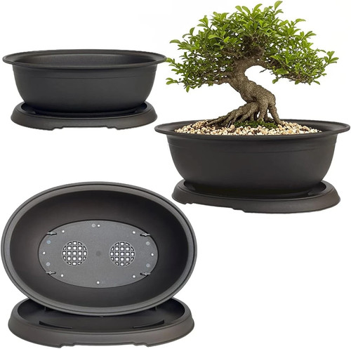 Pack mixed size - size, bonsai