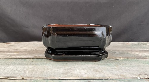 Glazed pro bonsai - glazed, -pro